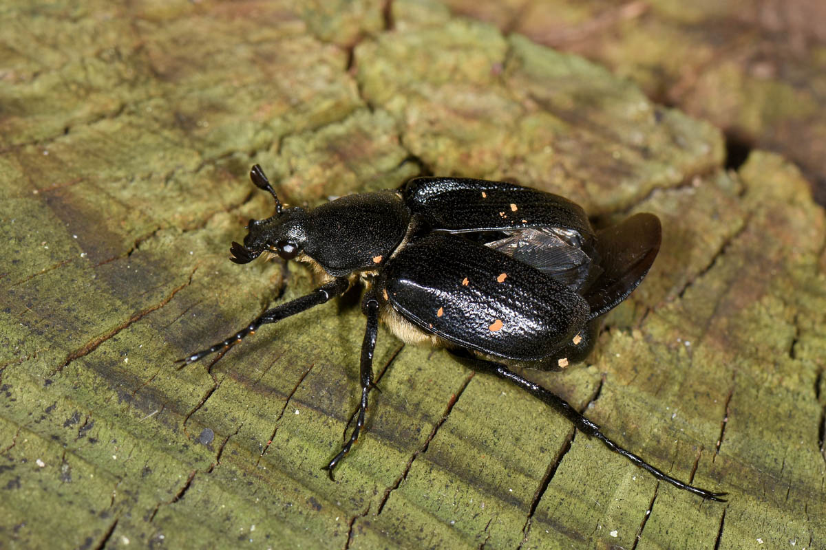 Cetoniidae: Gnorimus variabilis